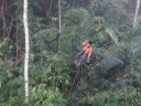 gibbon (53)